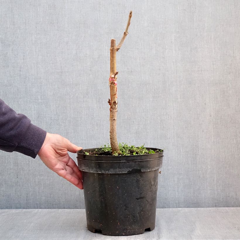 Ejemplar de Aesculus indica Sydney Pearce - Castaño de Indias Maceta 7,5L/10L entregado en otoño