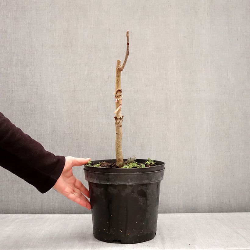 Aesculus indica Sydney Pearce - Castaño de Indias Maceta 7,5L/10L Ejemplar entregado en invierno