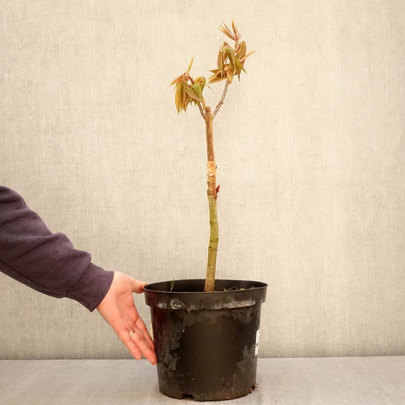 Aesculus indica Sydney Pearce - Castaño de Indias Maceta 7,5L/10L Ejemplar entregado en la primavera