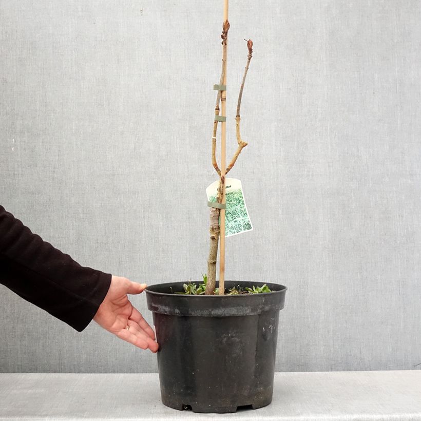 Aesculus hippocastanum Laciniata - Castaño de Indias Maceta 7,5L/10L Ejemplar entregado en la primavera