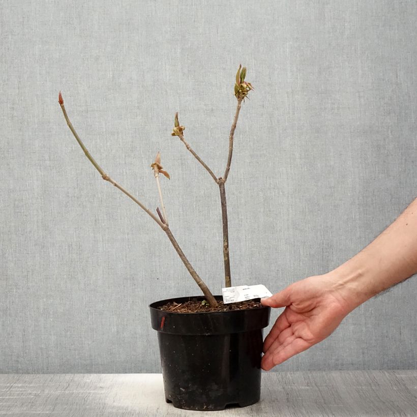 Aesculus parviflora - Castaño de hojas pequeñas Maceta 2L/3L Ejemplar entregado en la primavera