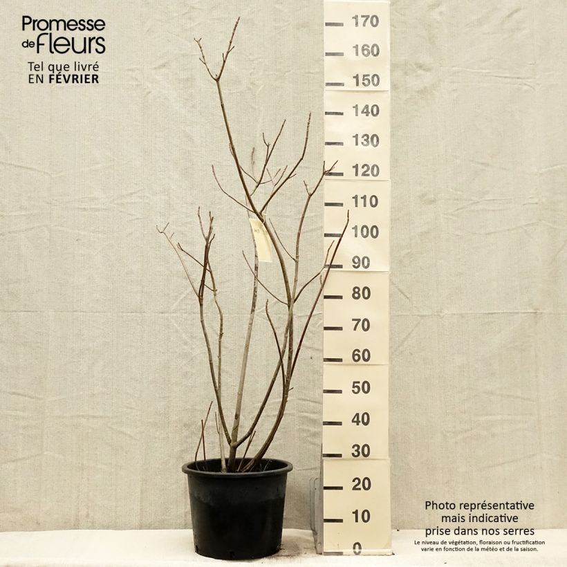 Aesculus parviflora - Castaño de hojas pequeñas Maceta 20L/25L Ejemplar entregado en invierno