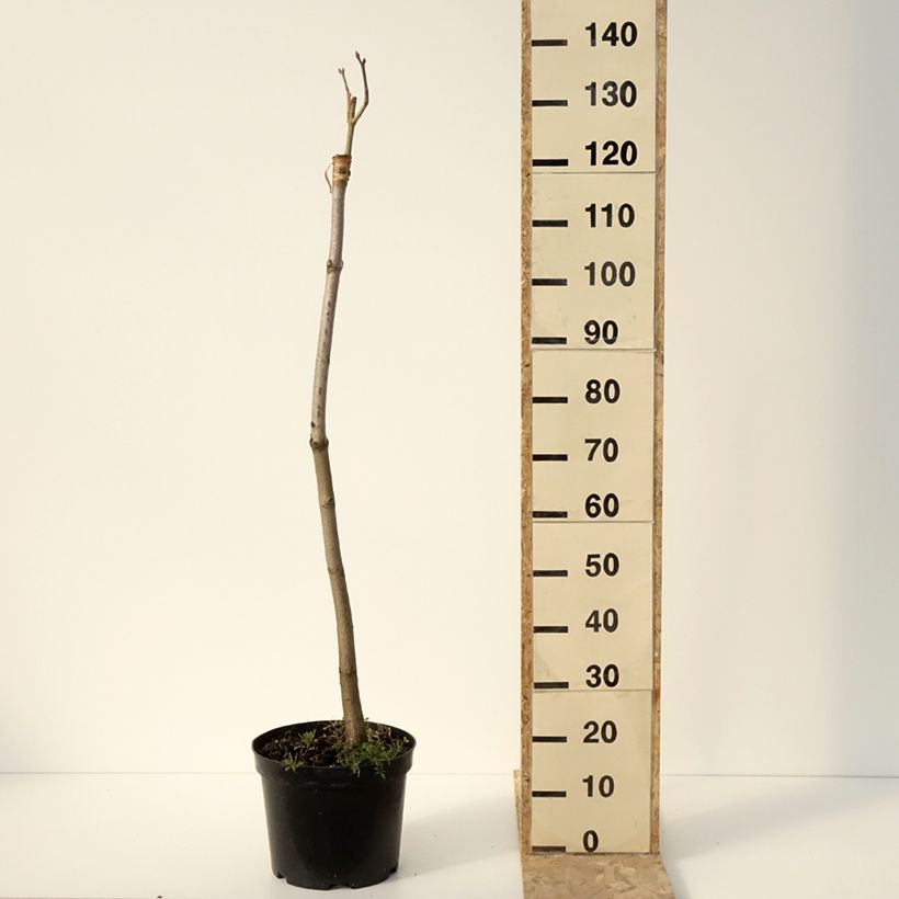 Aesculus pavia Humilis - Castaños Maceta 7,5L/10L Ejemplar entregado en invierno