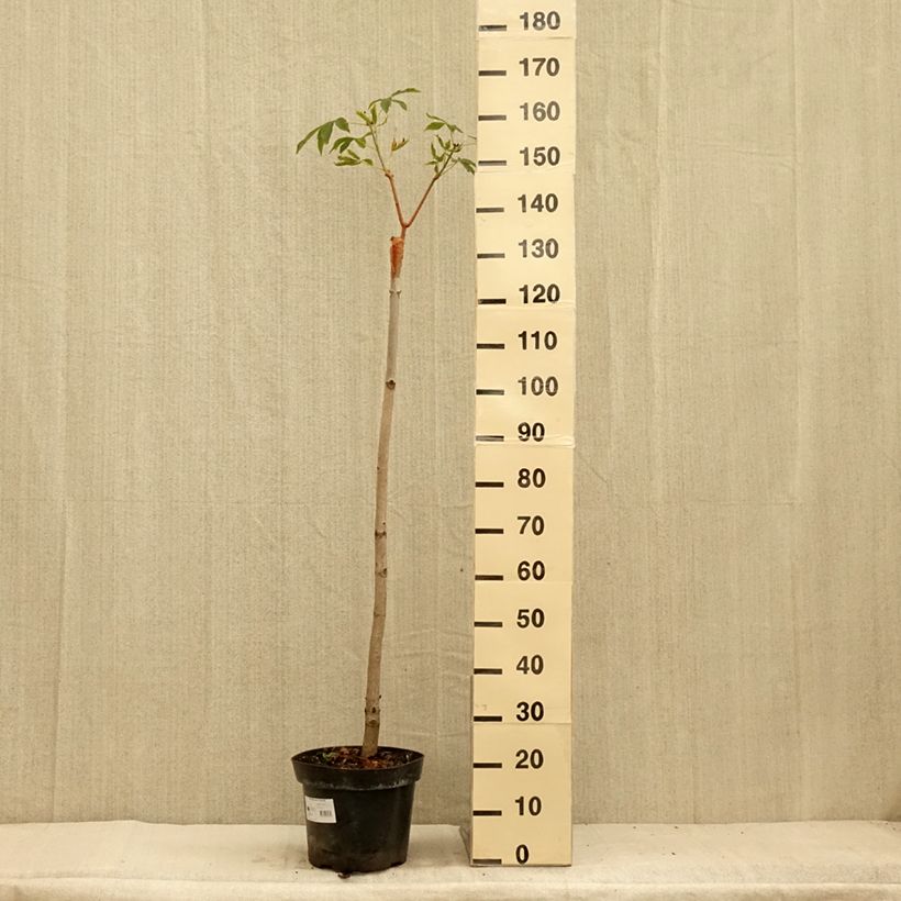 Ejemplar de Aesculus pavia Humilis - Castaños Maceta 7,5L/10L entregado en verano