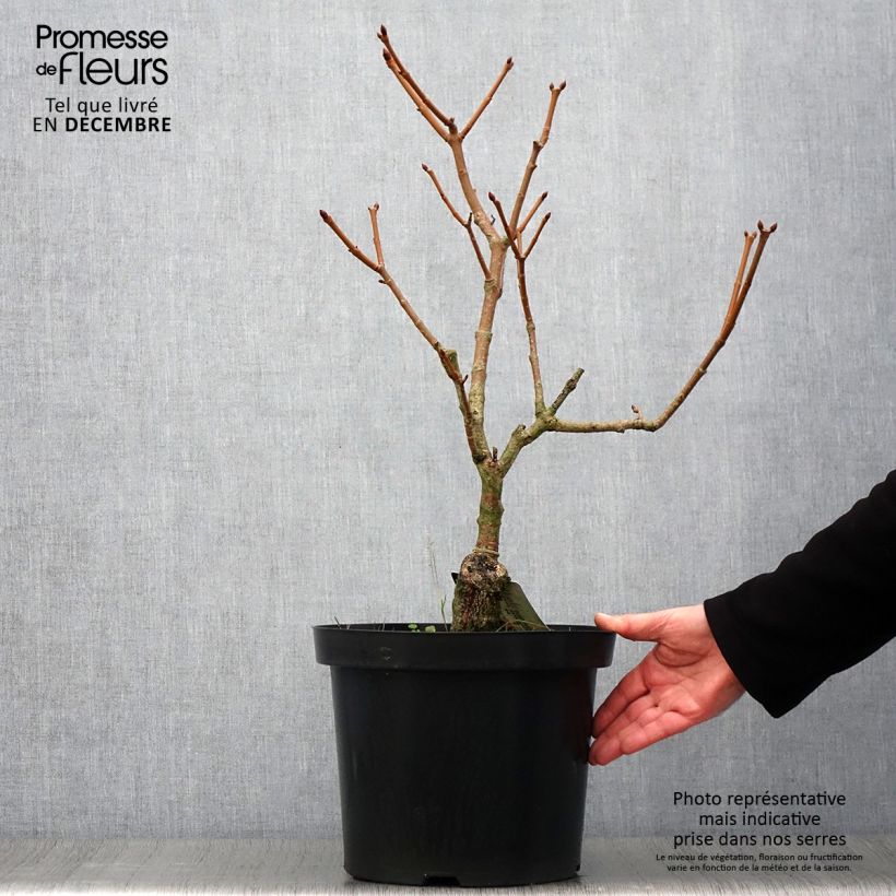 Ejemplar de Aesculus pavia var. discolor Koehnei - Castaños Maceta 7,5L/10L entregado en otoño