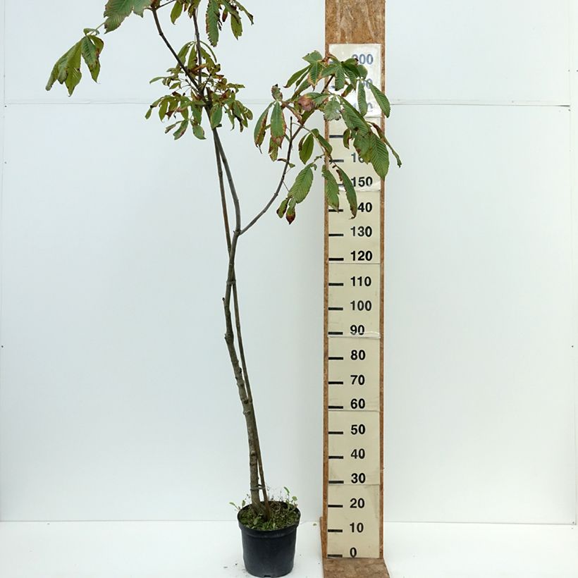 Ejemplar de Aesculus x bushii - Castaño de Indias híbrido Maceta 7,5L/10L, Tallo entregado en verano