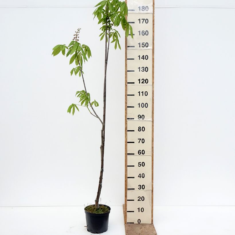 Aesculus x bushii - Castaño de Indias híbrido Maceta 7,5L/10L, Tallo Ejemplar entregado en la primavera
