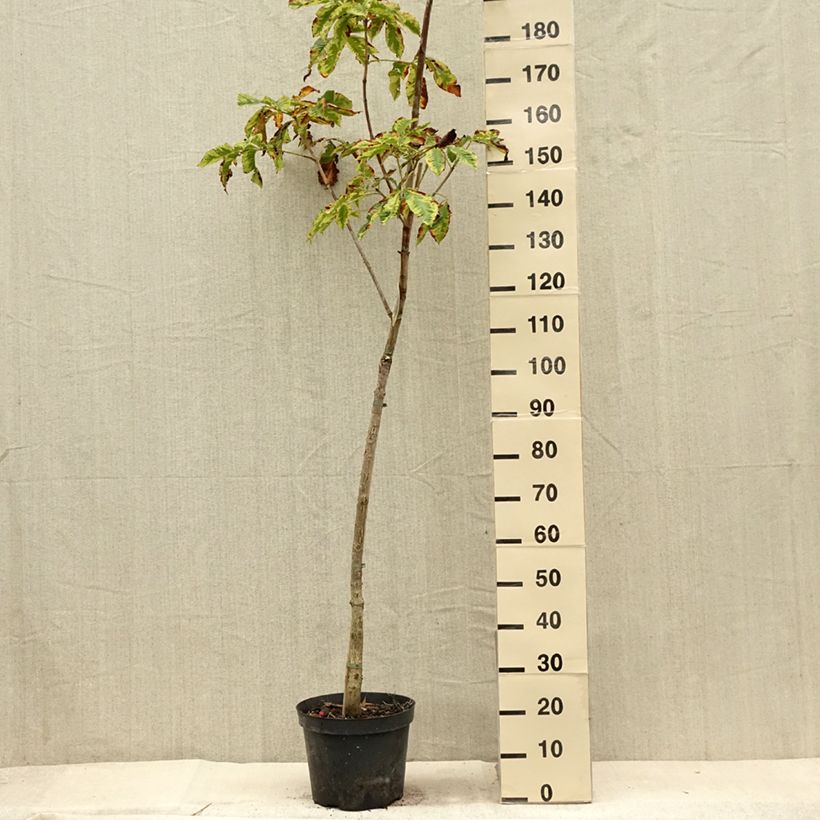 Ejemplar de Aesculus carnea Marginata - Castaño de Indias rojo híbrido​ Maceta 7,5L/10L entregado en verano