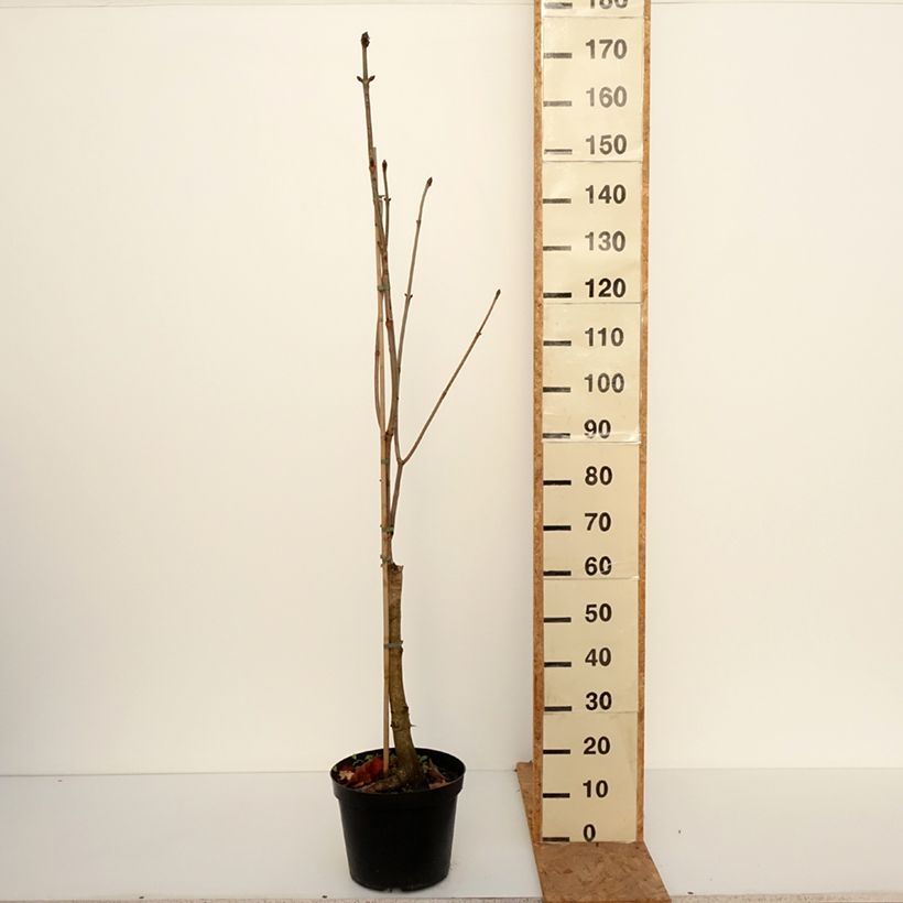 Ejemplar de Aesculus x carnea Plantierensis - Castaño de Indias rojo híbrido​ Maceta 7,5L/10L entregado en otoño