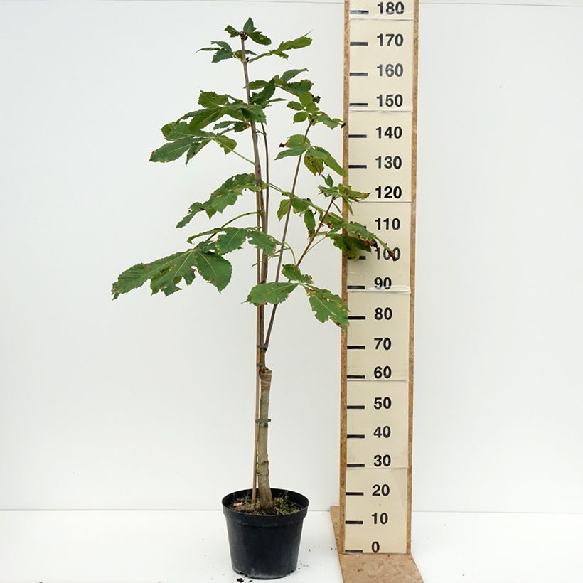Ejemplar de Aesculus x carnea Plantierensis - Castaño de Indias rojo híbrido​ Maceta 7,5L/10L entregado en verano
