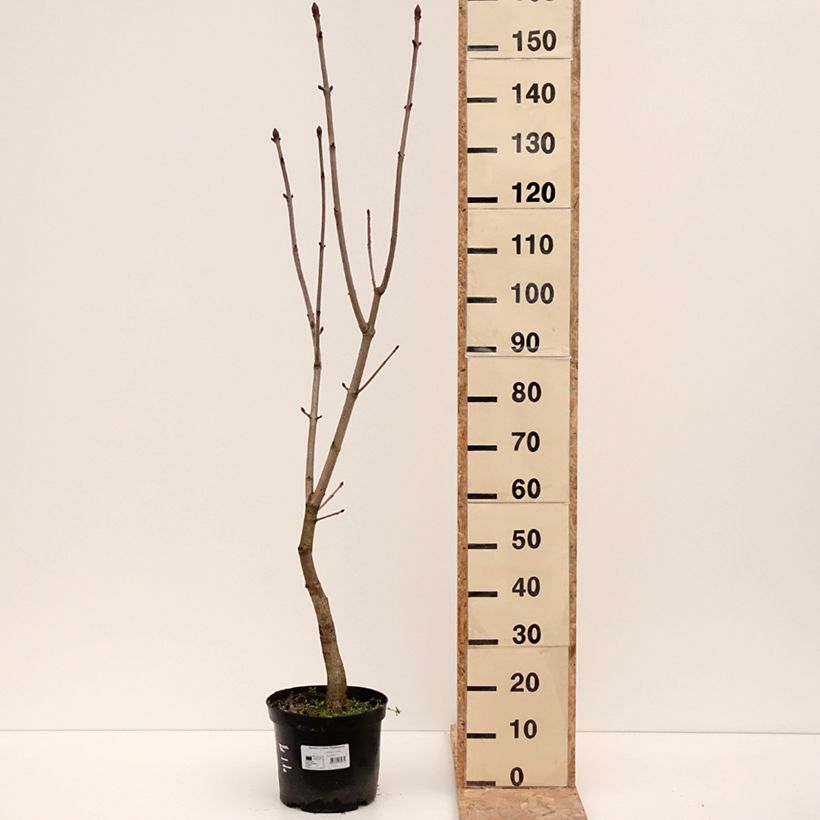 Aesculus x carnea Plantierensis - Castaño de Indias rojo híbrido​ Maceta 7,5L/10L Ejemplar entregado en invierno