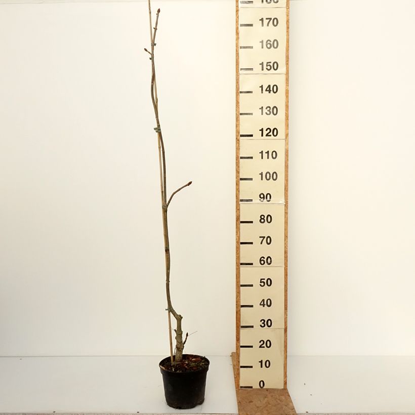 Ejemplar de Aesculus + dallimorei - Castaños híbrido Maceta 4L/5L entregado en otoño