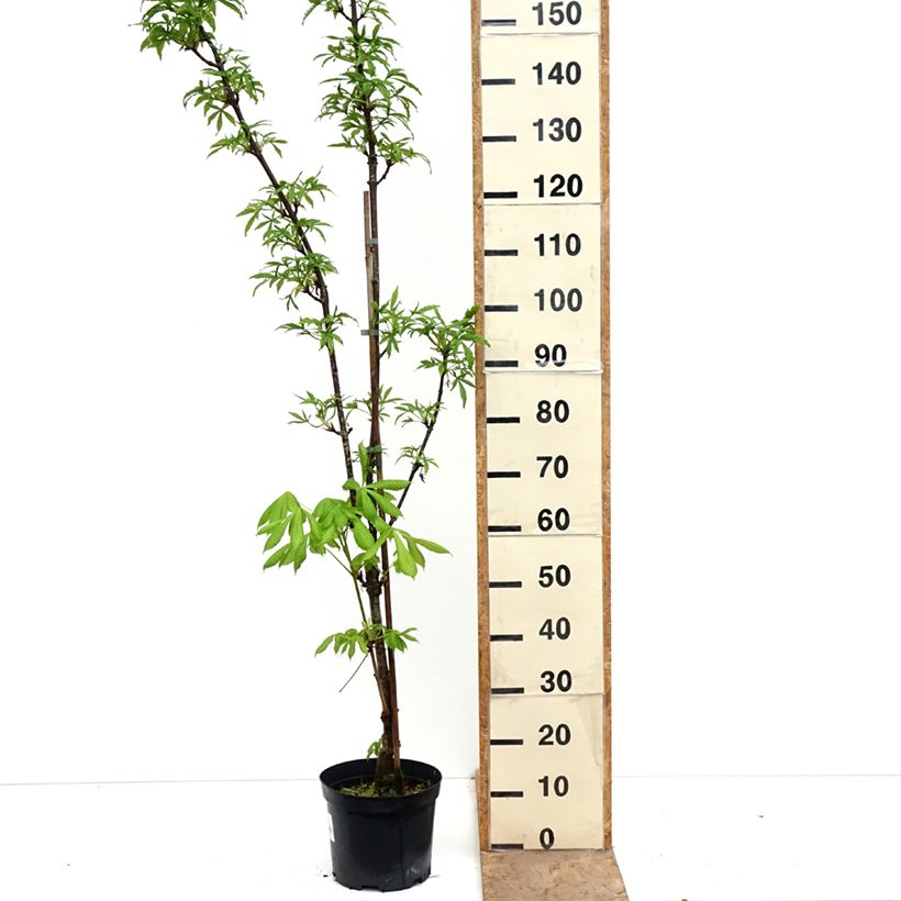 Aesculus + dallimorei - Castaños híbrido Maceta 4L/5L Ejemplar entregado en la primavera