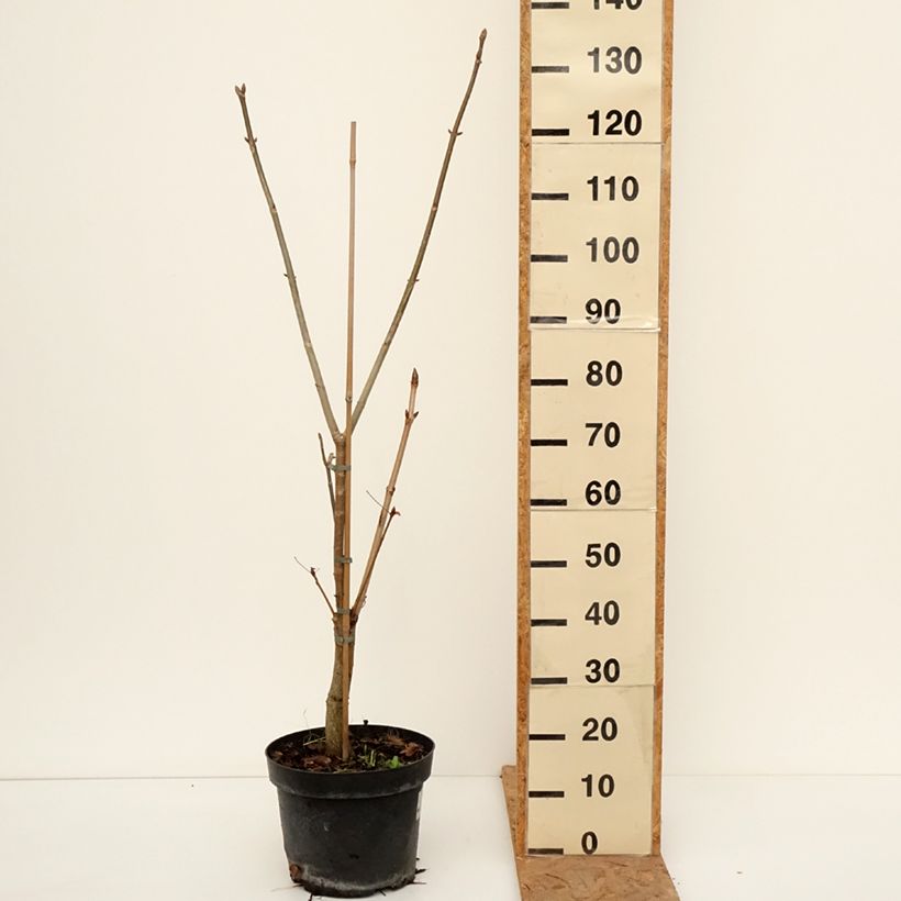 Ejemplar de Aesculus x glaucescens - Castaños Maceta 7,5L/10L entregado en otoño