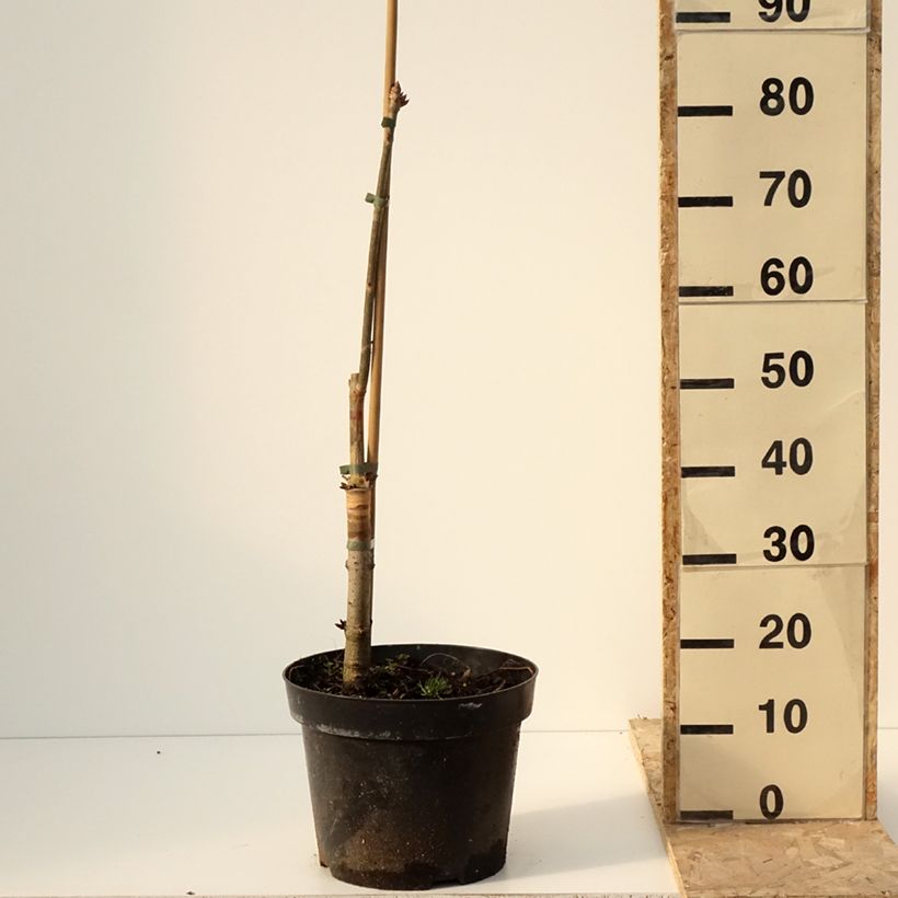 Aesculus x glaucescens - Castaños Maceta 7,5L/10L Ejemplar entregado en invierno