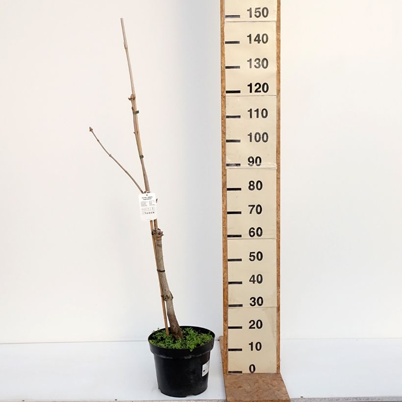 Ejemplar de Aesculus x neglecta Erythroblastos - Castaños híbrido Maceta 7,5L/10L entregado en otoño