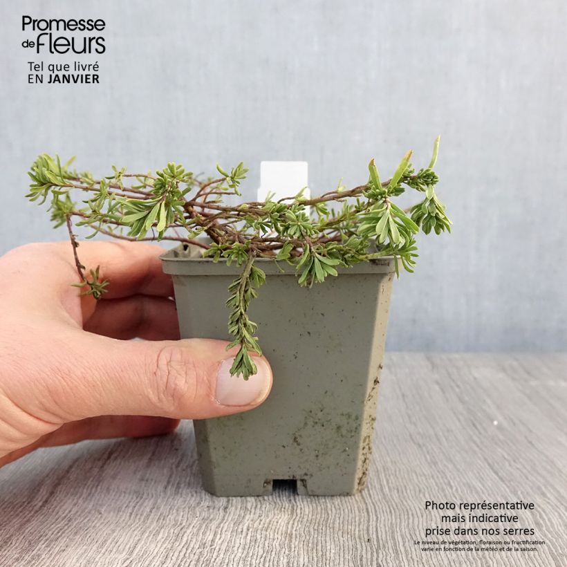 Aethionema armenum Warley Ruber - Berro de roca Maceta de 8/9 cm Ejemplar entregado en invierno