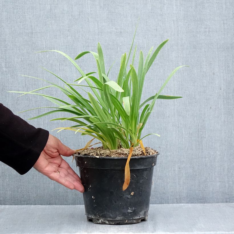 Ejemplar de Agapanto umbellatus Albus Maceta 4L/5L entregado en otoño