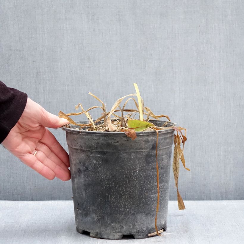 Agapanto umbellatus Albus Maceta 4L/5L Ejemplar entregado en invierno