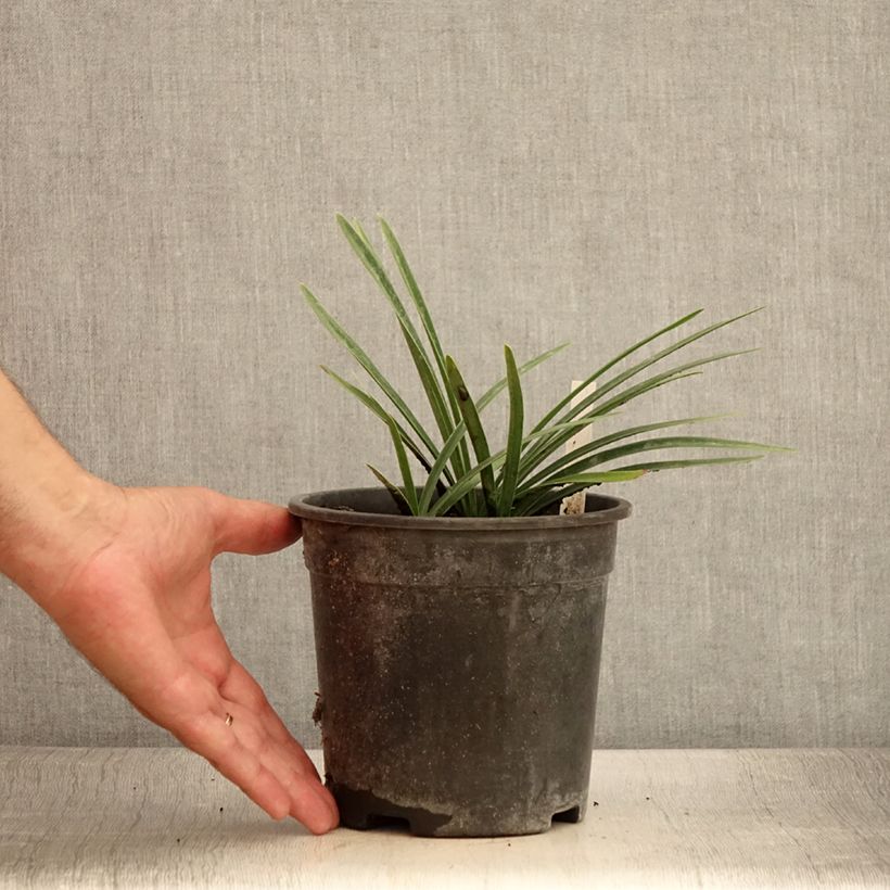 Ejemplar de Agapanto Back in Black Maceta 2L/3L entregado en verano