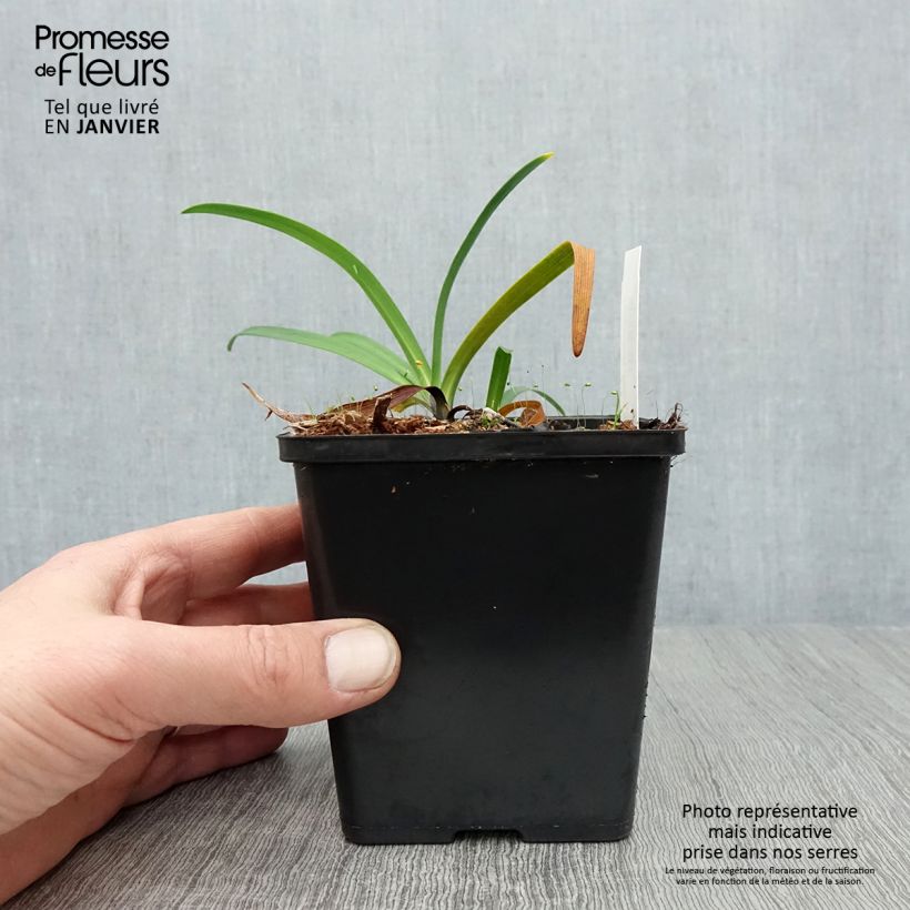 Agapanto Black Buddhist Maceta de 8/9 cm Ejemplar entregado en invierno