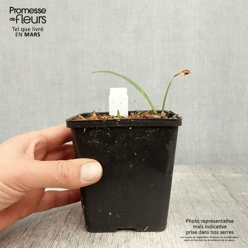 Agapanto Black Buddhist Maceta de 8/9 cm Ejemplar entregado en la primavera