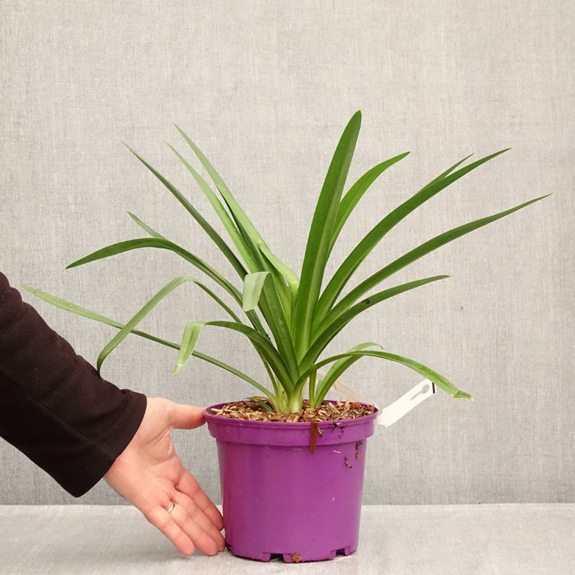 Ejemplar de Agapanto Black Jack Maceta 3L/4L entregado en otoño