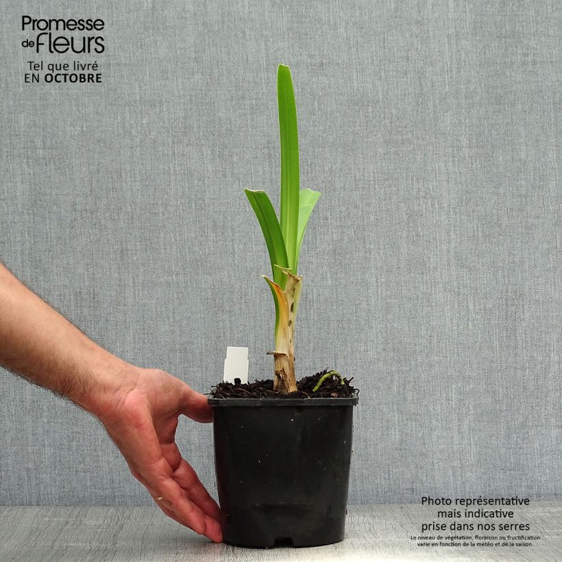 Ejemplar de Agapanto Black Pantha Maceta 2L/3L entregado en otoño