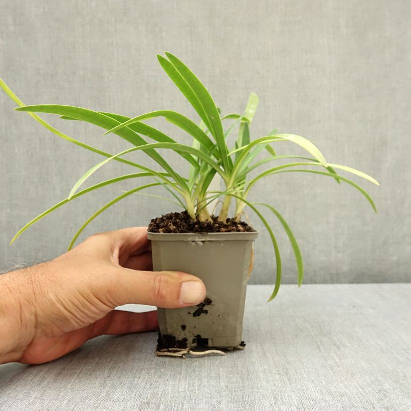 Ejemplar de Agapanto Blue Baby Maceta de 8/9 cm entregado en verano