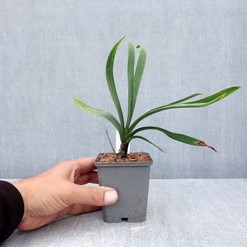 Ejemplar de Agapanto Blue Giant Maceta de 8/9 cm entregado en otoño