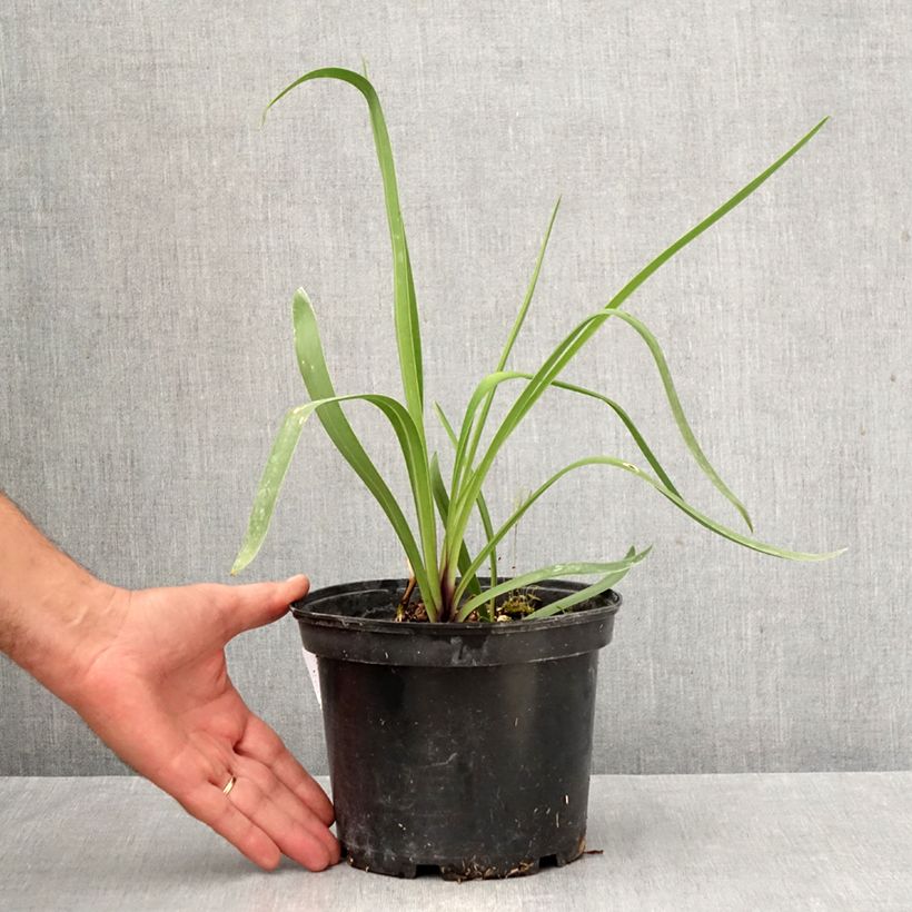 Ejemplar de Agapanto Blue Infinity Maceta 2L/3L entregado en otoño