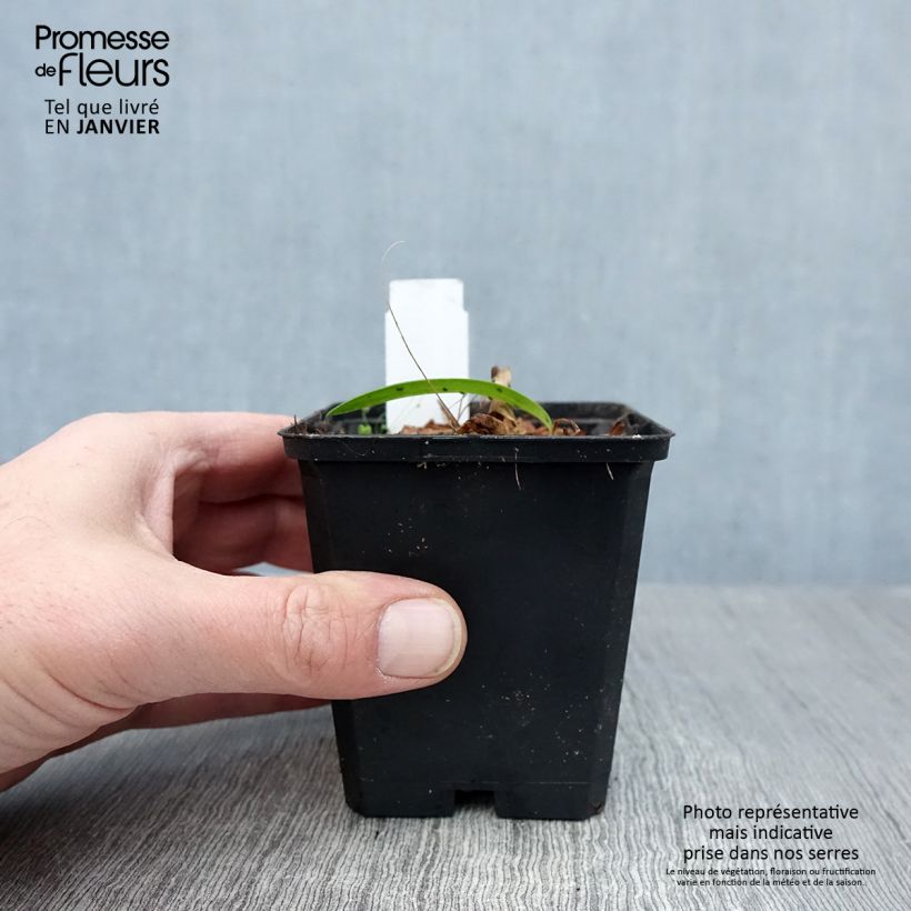 Agapanto Blue Triumphator Maceta de 8/9 cm Ejemplar entregado en invierno