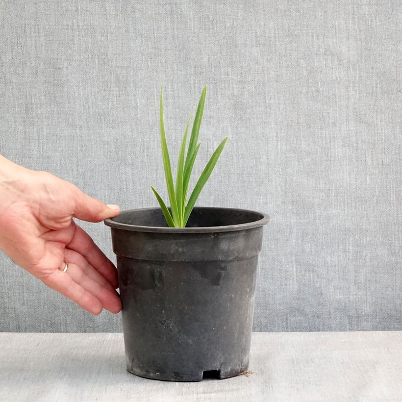 Agapanto Blue Velvet Maceta 2L/3L Ejemplar entregado en la primavera