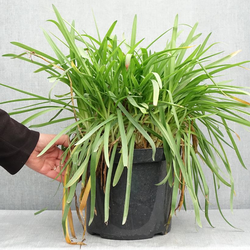 Agapanto Bluestorm Maceta 7,5L/10L Ejemplar entregado en la primavera