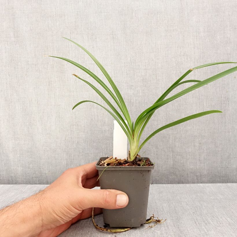 Ejemplar de Agapanthus campanulatus var. albidus - Lirio africano Maceta de 8/9 cm entregado en otoño