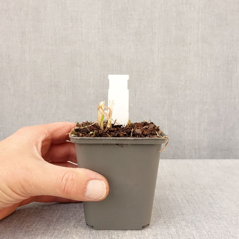 Agapanthus campanulatus var. albidus - Lirio africano Maceta de 8/9 cm Ejemplar entregado en la primavera