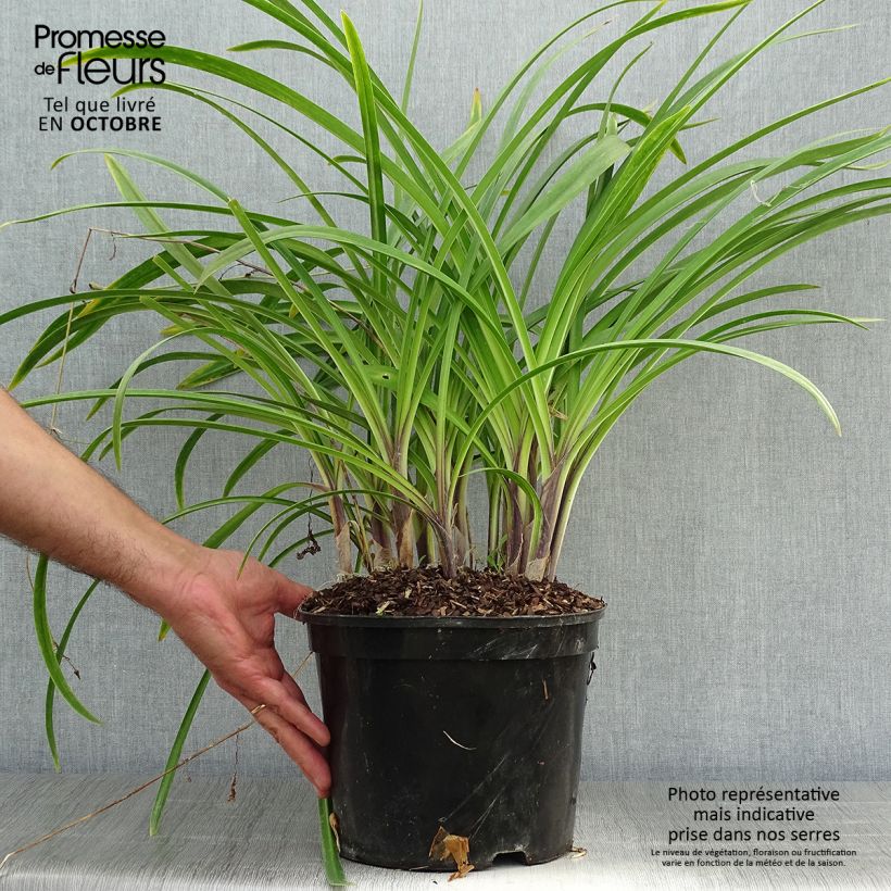 Ejemplar de Agapanto Docteur Brouwer Maceta 4L/5L entregado en otoño