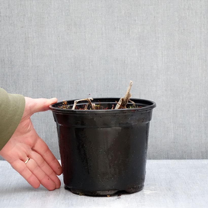 Agapanto Docteur Brouwer Maceta 2L/3L Ejemplar entregado en invierno