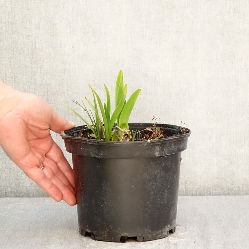 Agapanto Docteur Brouwer Maceta 2L/3L Ejemplar entregado en la primavera