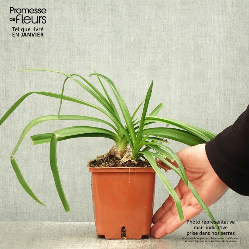 Agapanto Enigma Maceta 1L/1,5L Ejemplar entregado en invierno