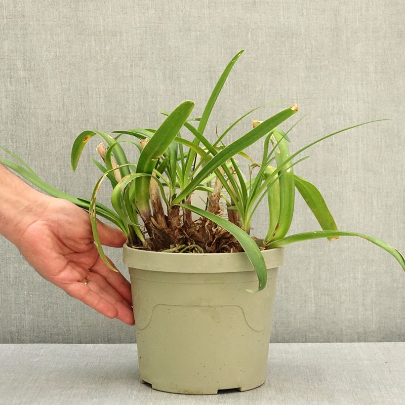 Ejemplar de Agapanthus Everpanthus Midnight Moon - Lirio africano Maceta 3L/4L entregado en verano
