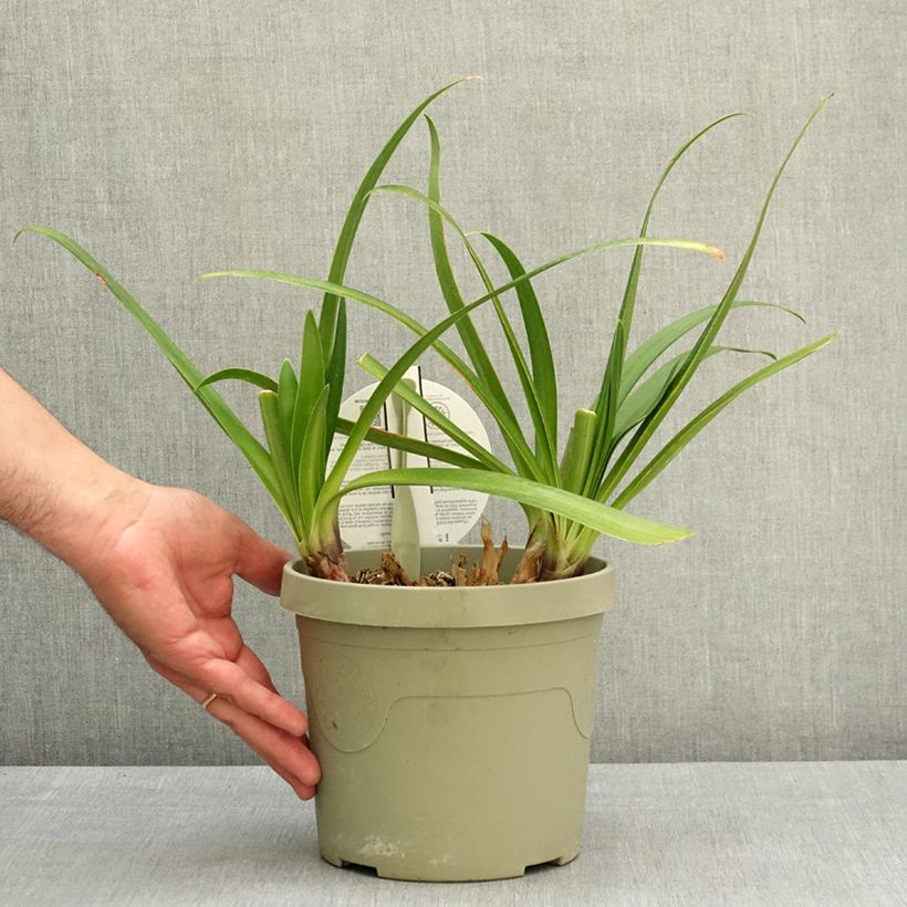 Agapanthus Everpanthus Midnight Moon - Lirio africano Maceta 3L/4L Ejemplar entregado en la primavera