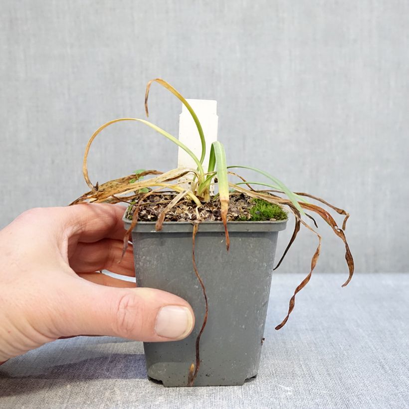 Agapanto Flower of Love Maceta de 8/9 cm Ejemplar entregado en invierno