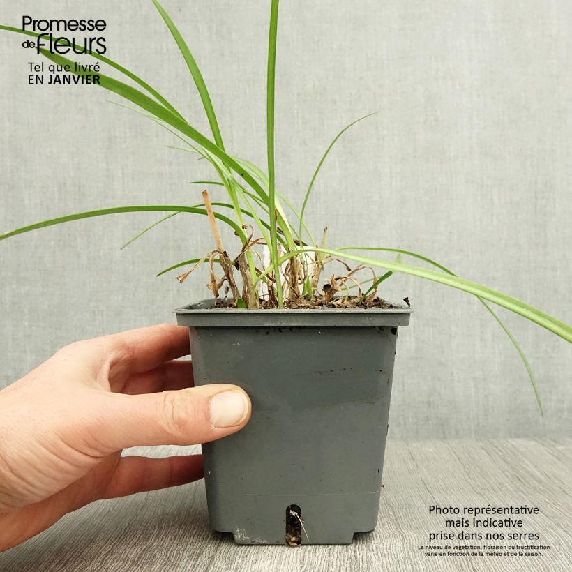 Agapanto Flower of Love Maceta 1L/1,5L Ejemplar entregado en invierno