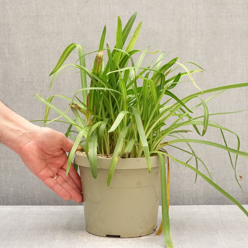 Agapanto Ever White Maceta 3L/4L Ejemplar entregado en invierno