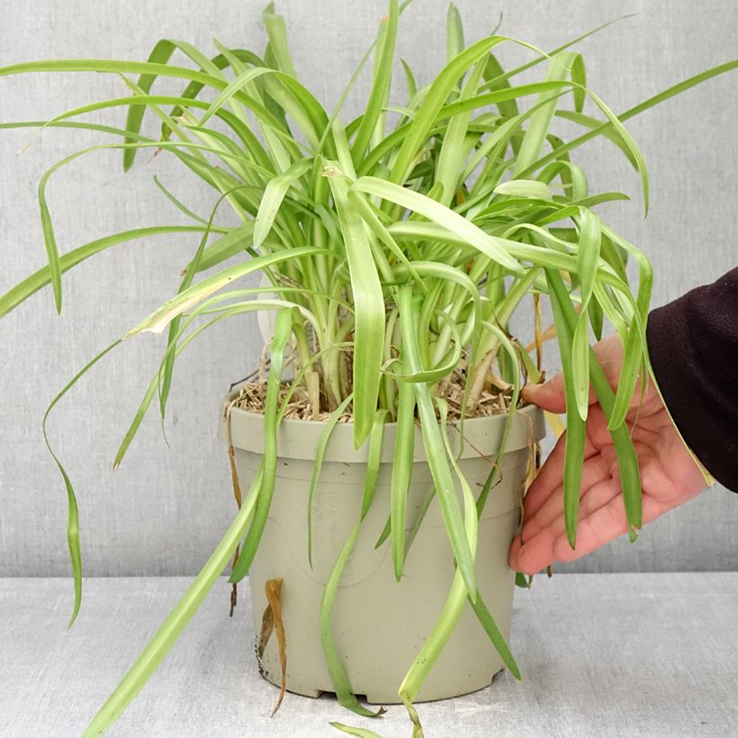 Agapanto Ever White Maceta 3L/4L Ejemplar entregado en la primavera