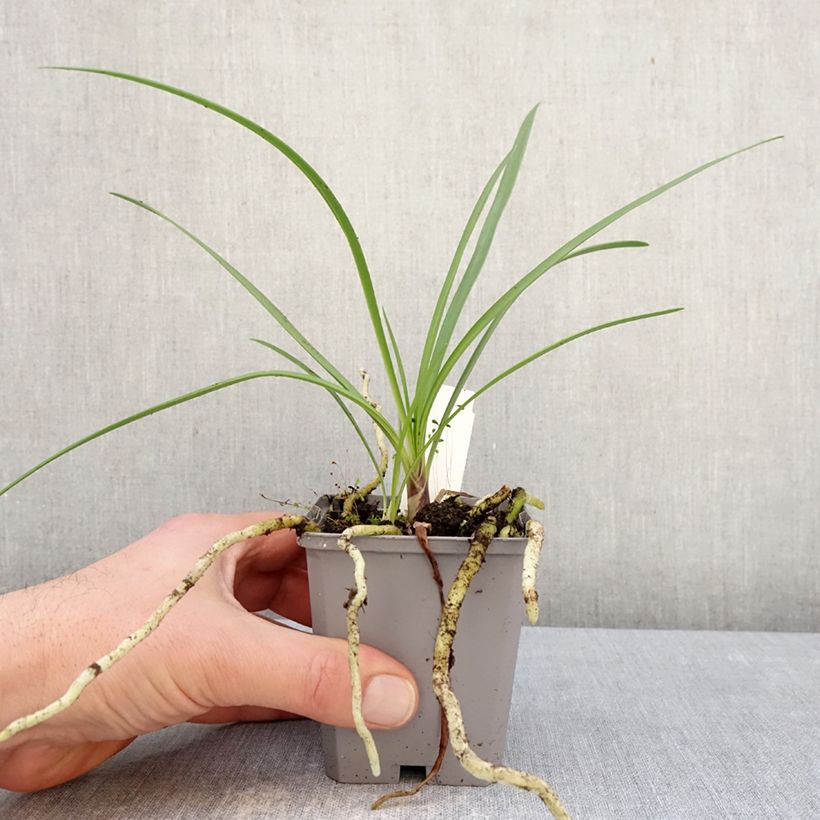 Agapanto Fireworks Maceta de 8/9 cm Ejemplar entregado en invierno