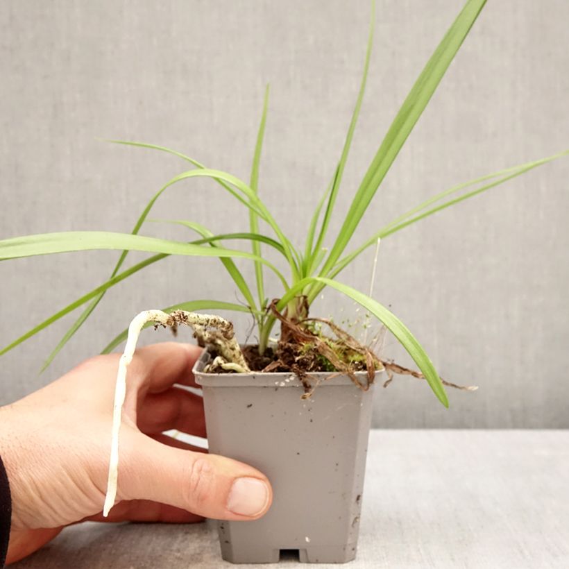 Agapanto Fireworks Maceta de 8/9 cm Ejemplar entregado en la primavera