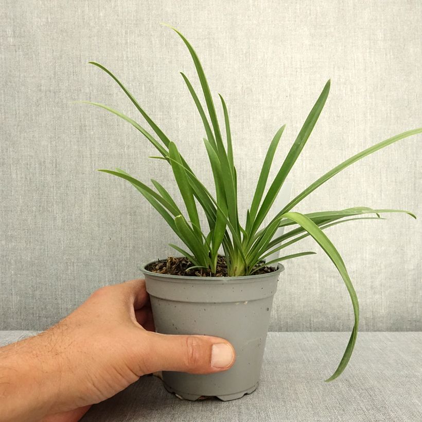 Ejemplar de Agapanthus Poppin' Pink - Lirio africano Maceta de 12 cm / 13 cm entregado en verano