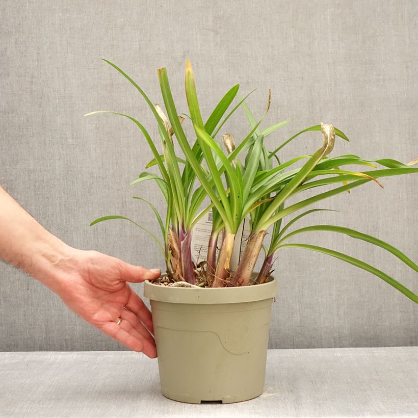 Agapanto Poppin’ Purple Maceta 3L/4L Ejemplar entregado en invierno